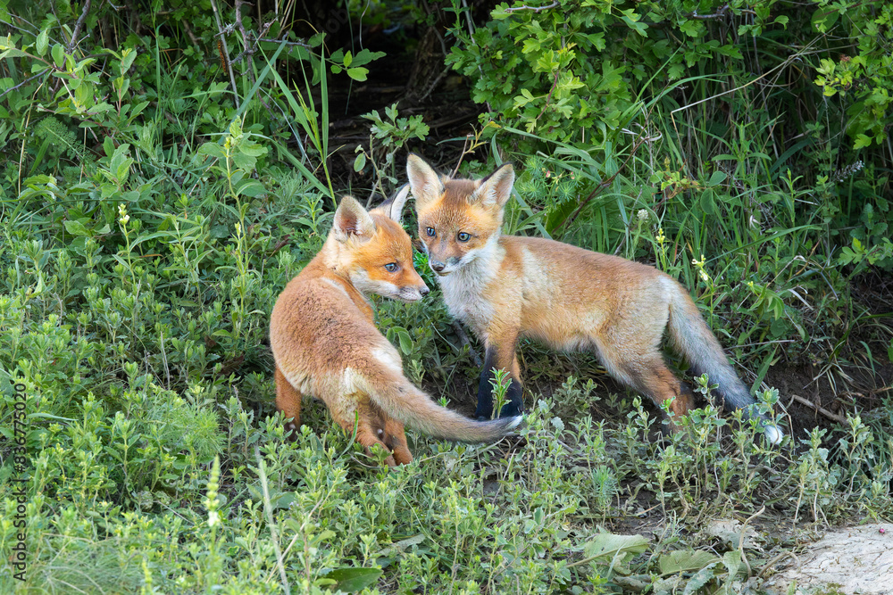 Fototapeta premium two young red fox brothers