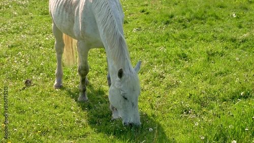 A white horse grazes in a meadow, eats fresh green grass. Close-up. Concept of breeding horses, livestock