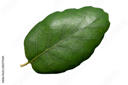 Cuadro en lienzo Upper side of a leaf of the Cork Oak (Quercus suber)