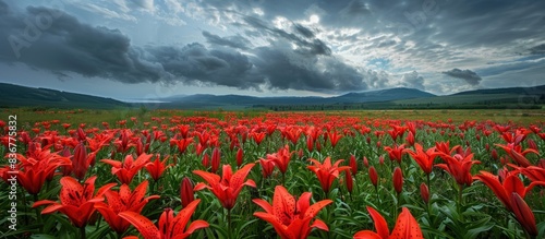 Vibrant red Siberian Saranka lilies bloom across a field, their striking color contrasting against the cloudy sky and lush greenery photo