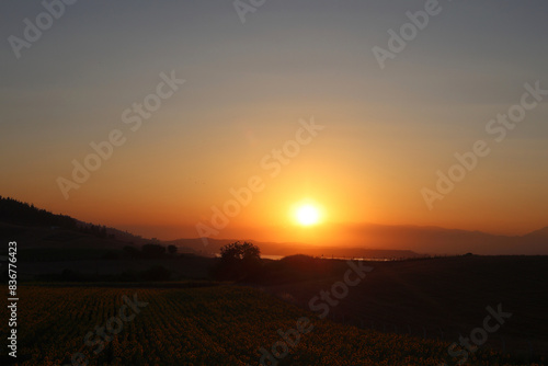 Wallpaper Mural sunset over sunflower field in summer Torontodigital.ca