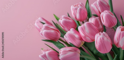 Pink Tulips on Pink Background