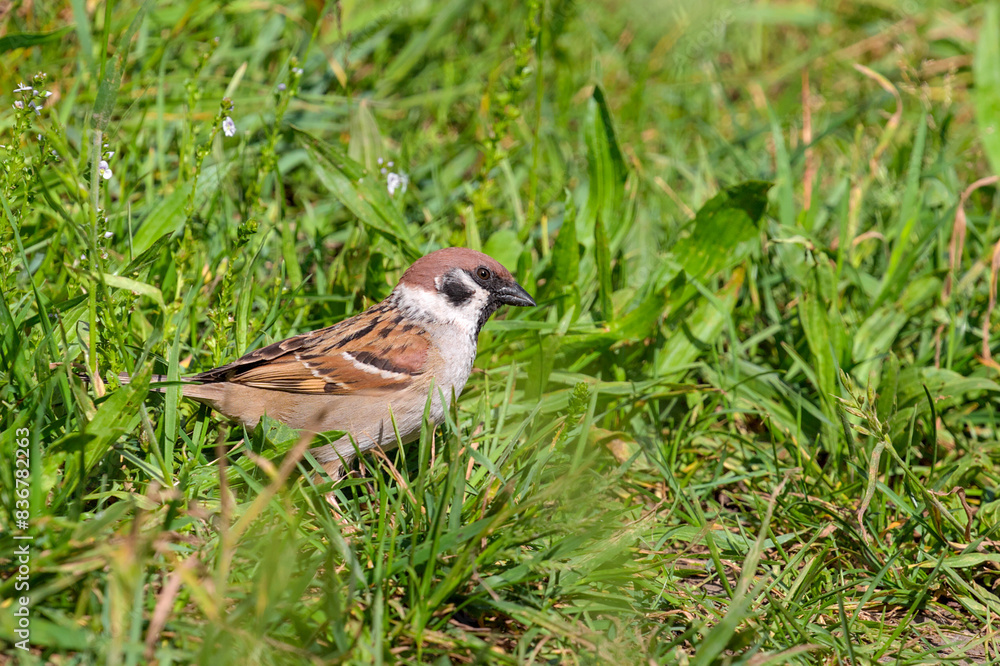 Field sparrow in the grass