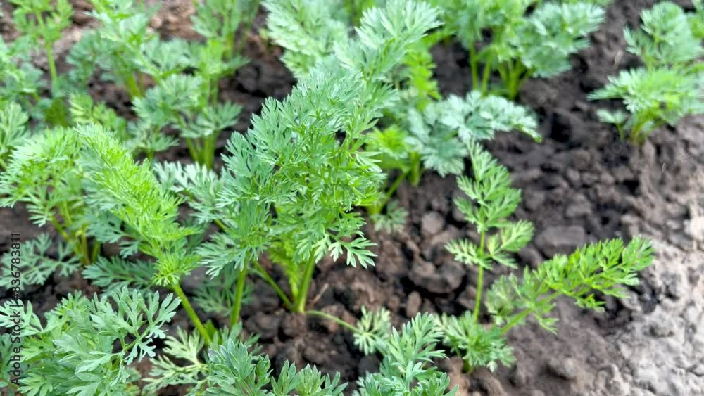 carrot growing on a bed in a vegetable garden carrot growing on a bed in a vegetable garden