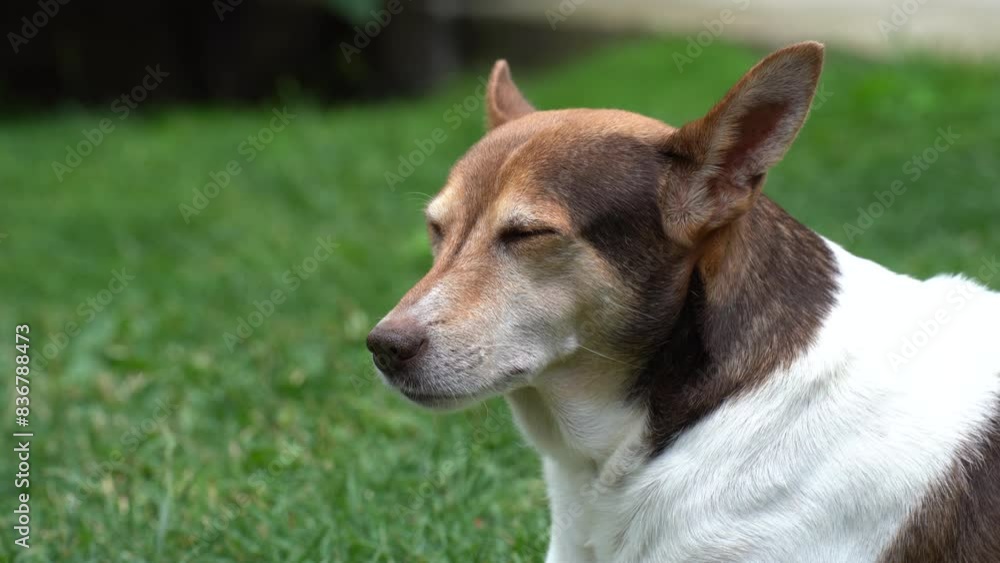 Cute little dog sleep in the backyard Cute little dog sleep in the backyard