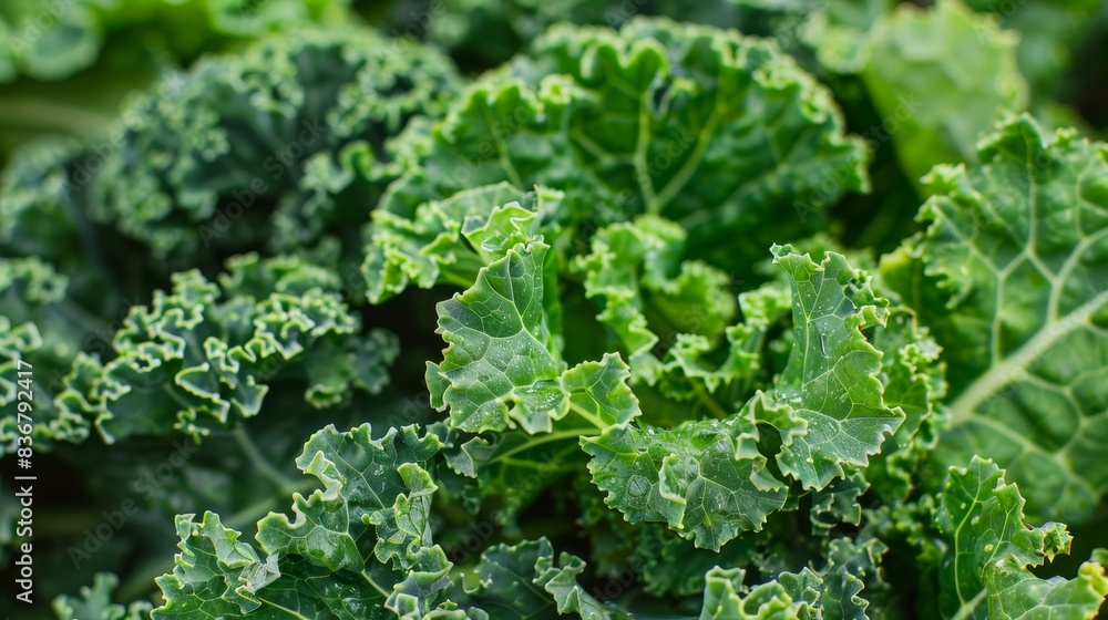 Kale leafy green from cabbage family Kale leafy green from cabbage family