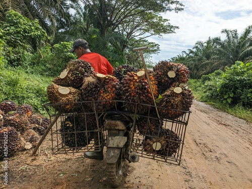 Workers are transporting palm oil fruit photo