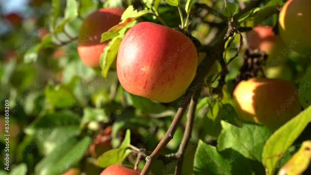 Red apples on the branch of a apple tree in summer Red apples on the branch of a apple tree in summer