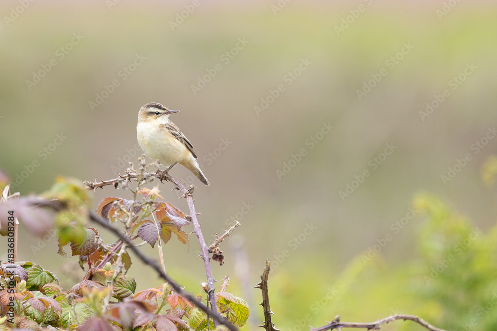Sedge Warbler (Acrocephalus schoenobaenus) perched on brambles. Late Spring on Skomer Island, UK Sedge Warbler (Acrocephalus schoenobaenus) perched on brambles. Late Spring on Skomer Island, UK