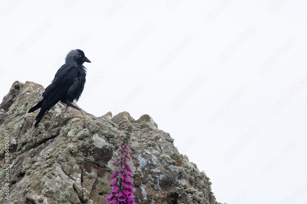 Fototapeta premium Jackdaw (Corvus monedula) perched on top of a rocky cliff, with copy space. UK