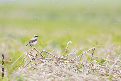 фотографія Wheatear (oenanthe oenanthe) on a branch, with a natural green background