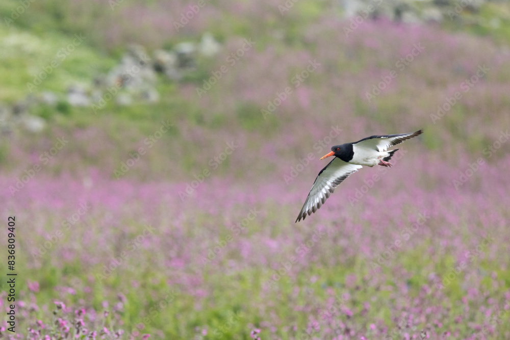 Oystercatcher bird (haematopus ostralegus) in flight, flying over a pink wildflower meadow. Oystercatcher bird (haematopus ostralegus) in flight, flying over a pink wildflower meadow.