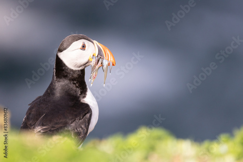 Brightly sunlit Puffin (fratercula arctica) with a mouthful of sand eels, set against the deep, blue sea.