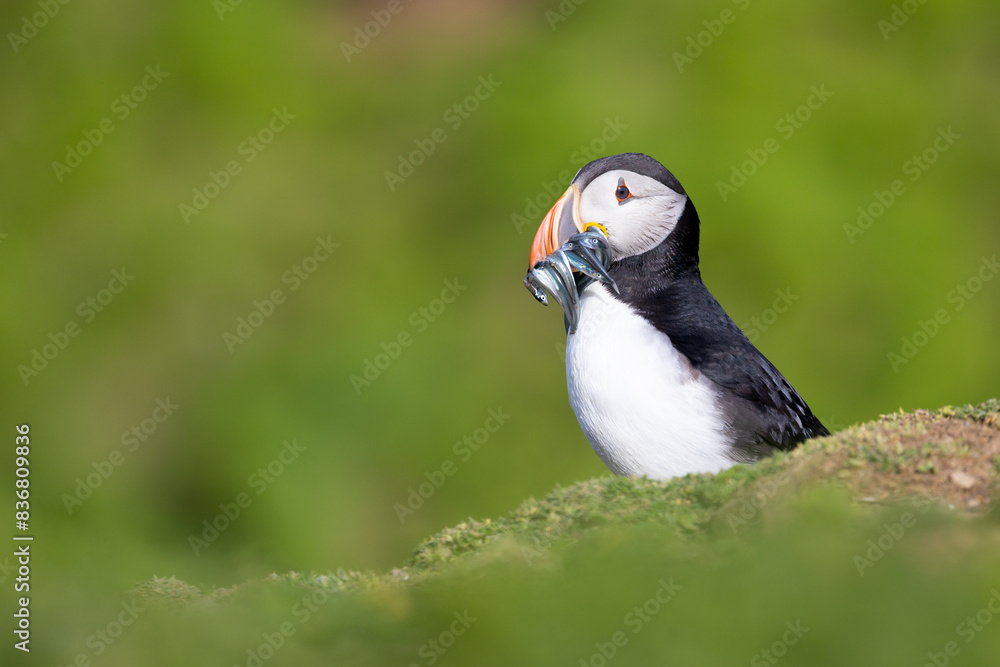 Fototapeta premium Brightly sunlit Puffin (fratercula arctica) with a mouthful of sand eels, set against the deep, green, natural background.