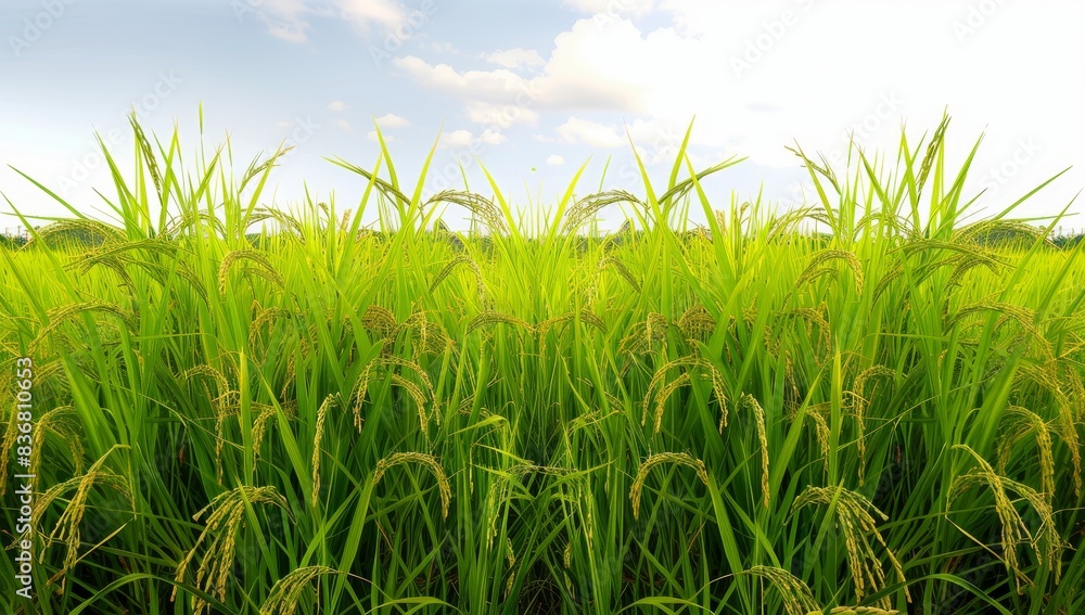 Obraz premium - Download this high-quality PNG image to elevate your visual creations. , Perfect for nature-themed backgrounds, digital art, and design projects.