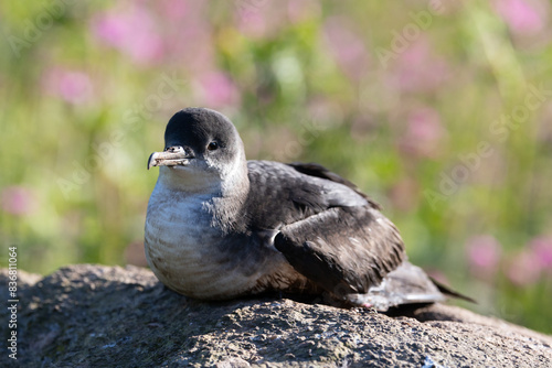 Canvas Print Manx Shearwater (puffinus puffinus) sat on a rock in early morning sunshine, surrounded by greenery and wildflowers