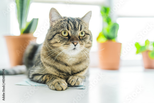 Cute cat lays on a window sill with home plants. Cat friendly and non toxic plants for pets concept. photo