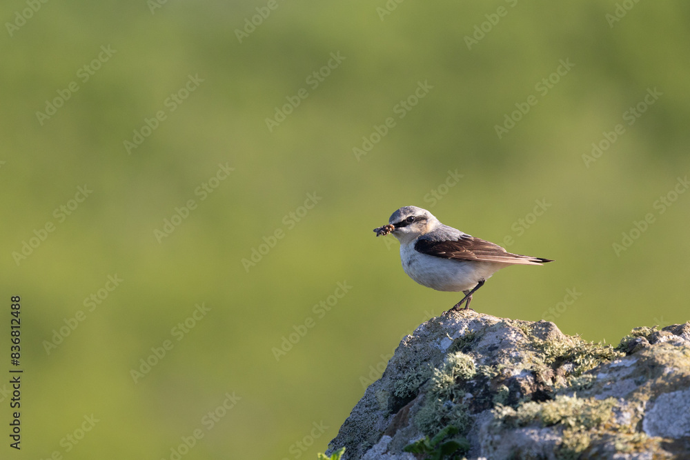 SunlitMale Wheatear (Oenanthe oenanthe) perched on a rock with food in its beak. UK SunlitMale Wheatear (Oenanthe oenanthe) perched on a rock with food in its beak. UK