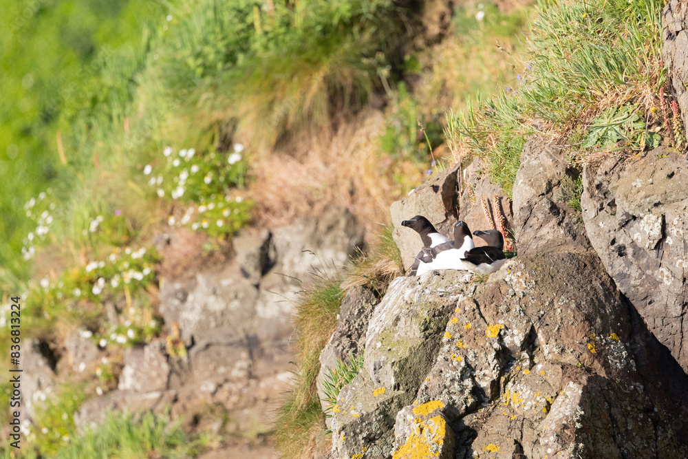 Razorbills (Alca torda) perched on a cliff in early morning sunshine. Skomer Island, UK Razorbills (Alca torda) perched on a cliff in early morning sunshine. Skomer Island, UK