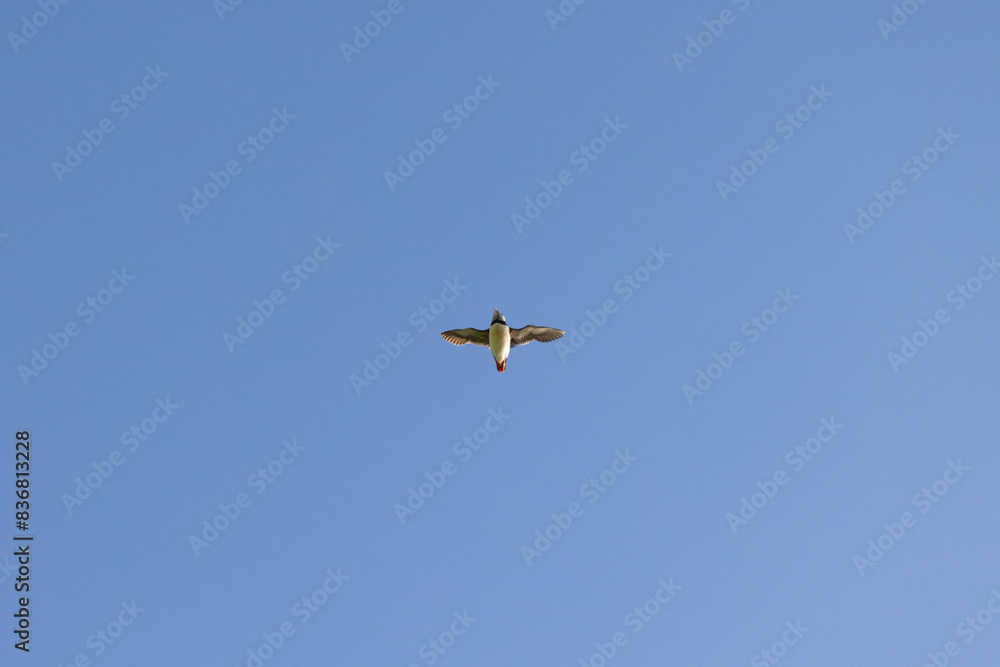 Underside view of a Puffin (fratercula arctica) in flight, flying through a clear, blue sky. Underside view of a Puffin (fratercula arctica) in flight, flying through a clear, blue sky.