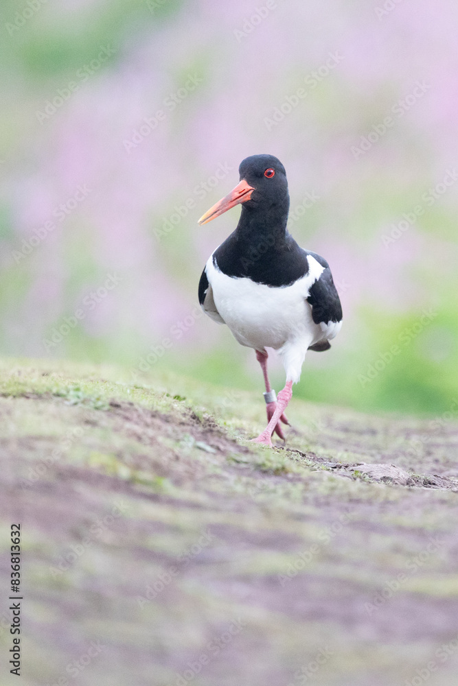 Black and white Oystercatcher bird (haematopus ostralegus), with ring on right leg, walks towards the camera. Black and white Oystercatcher bird (haematopus ostralegus), with ring on right leg, walks towards the camera.