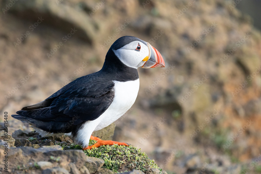 Side body view of a puffin (fratercula arctica) on Skomer Island, Wales Side body view of a puffin (fratercula arctica) on Skomer Island, Wales