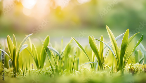 spring green background