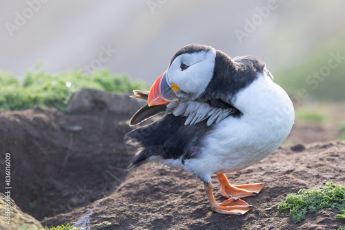 Preening puffin (fratercula arctica) on the edge of a cliff with the sea and sky behind.