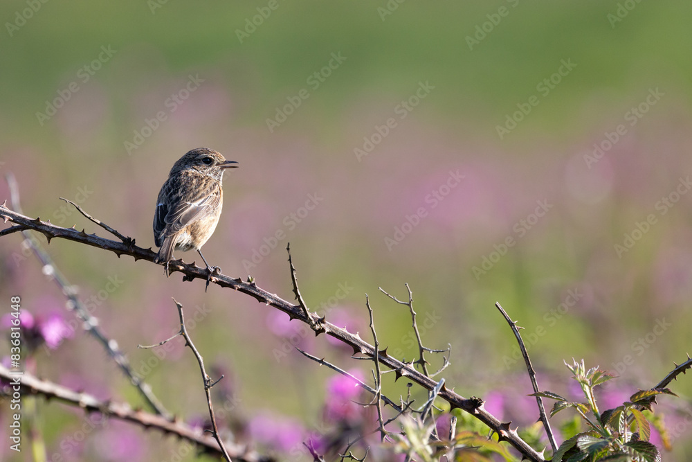 European Stonechat (Saxicola rubicola) on a bramble with a background of pink wildflowers. European Stonechat (Saxicola rubicola) on a bramble with a background of pink wildflowers.