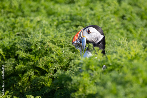 A puffin (fratercula arctica) with sandeels in its beak, peeks out from the surrounding vegetation. photo