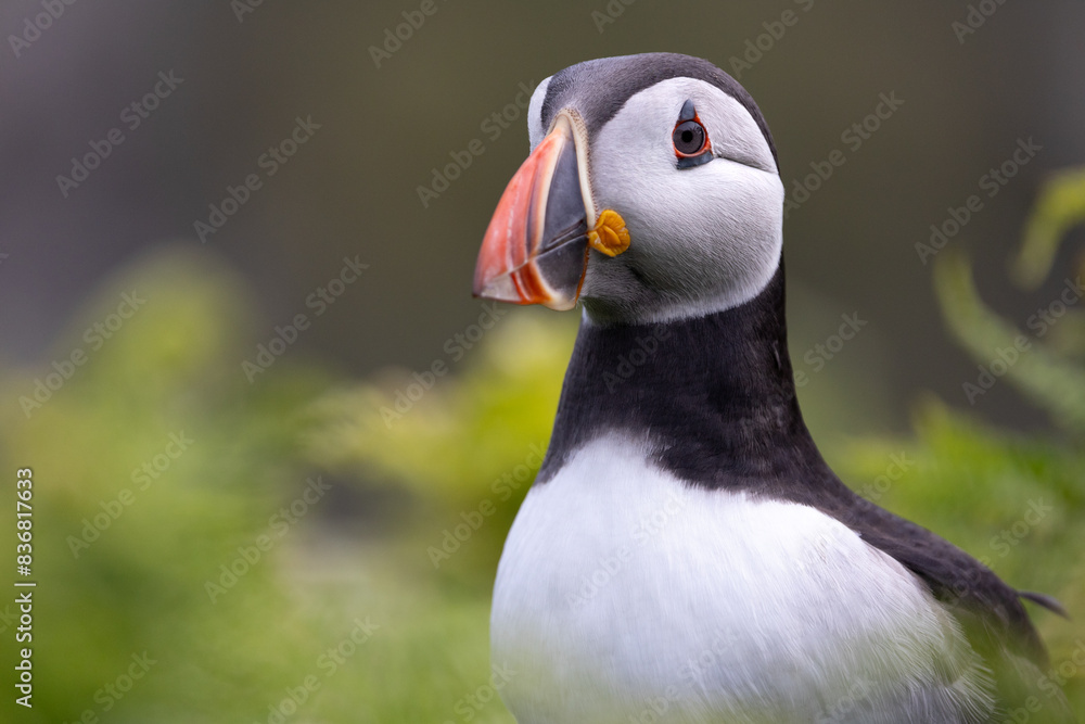 Beautiful, softly lit, close up head shot of an Atlantic puffin (fratercula arctica). Beautiful, softly lit, close up head shot of an Atlantic puffin (fratercula arctica).