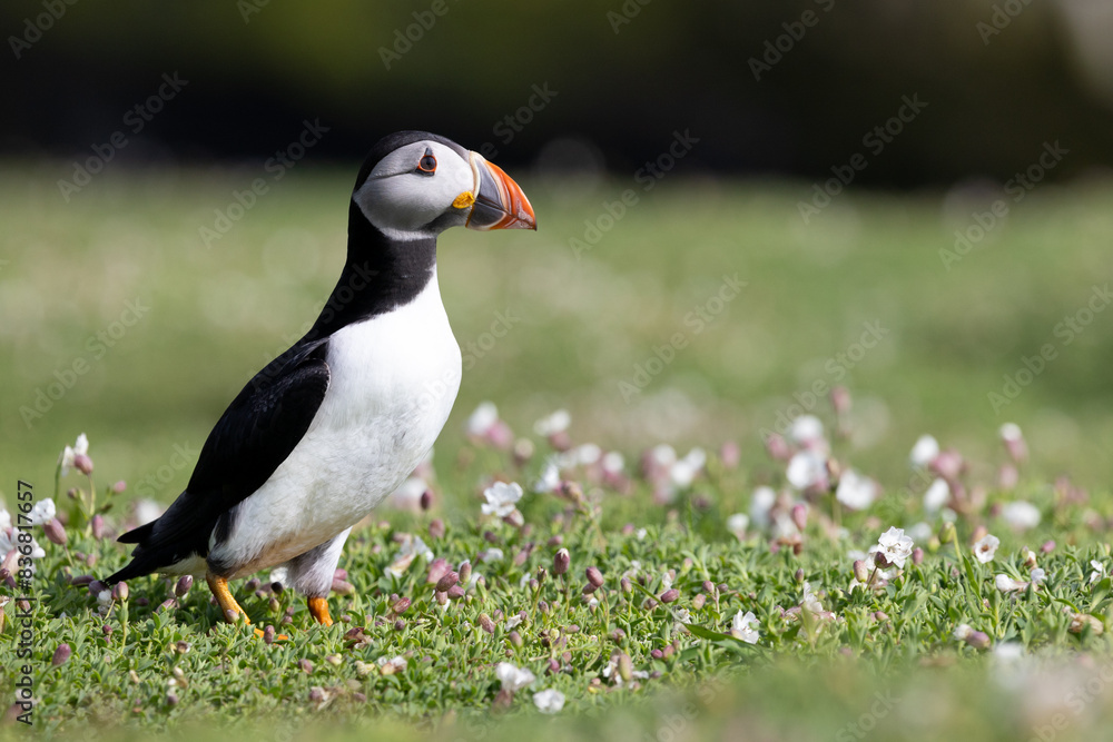 Naklejka premium A puffin (fratercula arctica) looks to the right of the frame whilst standing amongst the wildflowers on Skomer Island.
