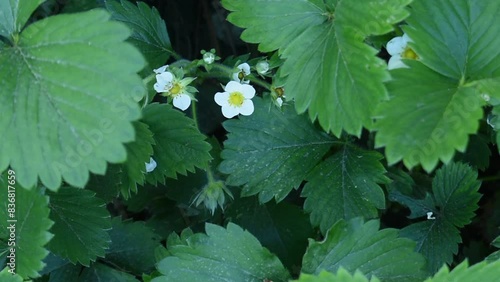 Strawberry flowers among green leaves. Natural background