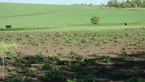 Farmer's field in spring. You can see vegetable gardens, fields, cows