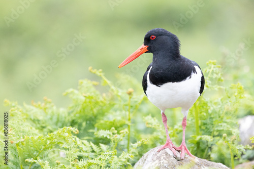 Front view of an Oystercatcher (haematopus ostralegus) stands on a rock surrounded by greenery on Skomer Island, Wales.