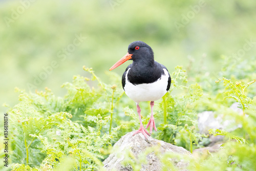 Red-eyed Oystercatcher (haematopus ostralegus), in late spring, stands on a rock surrounded by greenery.