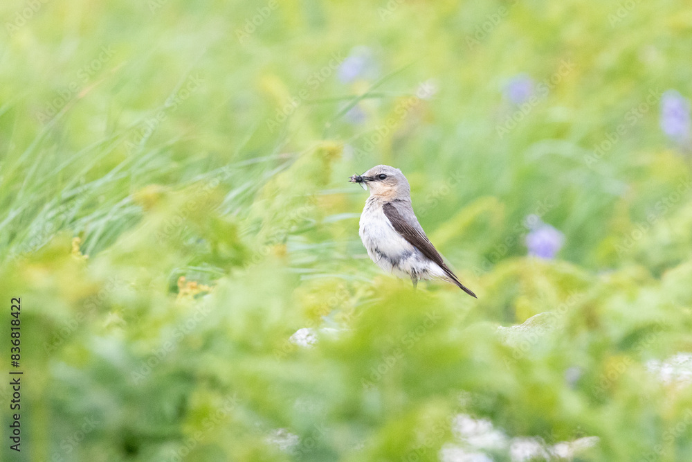 Beautiful Wheatear (oenanthe oenanthe) stands amongst the greenery and wildflowers on Skomer Island, Wales Beautiful Wheatear (oenanthe oenanthe) stands amongst the greenery and wildflowers on Skomer Island, Wales