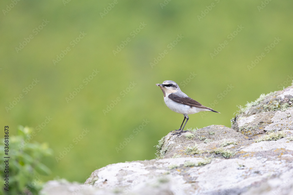 Wheatear (oenanthe oenanthe) with food in its beak and a natural, green background. With copy space for text. Wheatear (oenanthe oenanthe) with food in its beak and a natural, green background. With copy space for text.