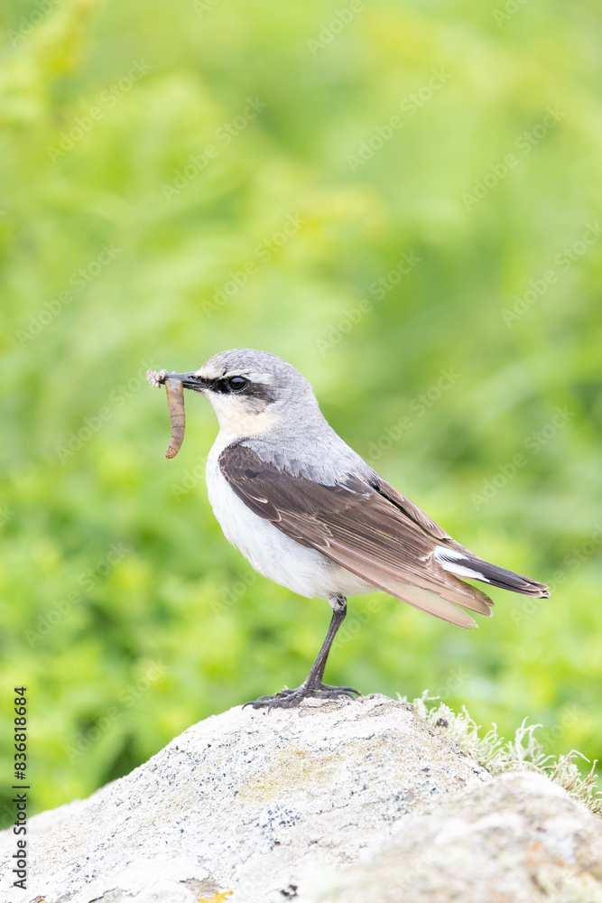 Close up of a Wheatear (oenanthe oenanthe) standing on stones, with a natural, green background in late Spring / early Summer. Close up of a Wheatear (oenanthe oenanthe) standing on stones, with a natural, green background in late Spring / early Summer.