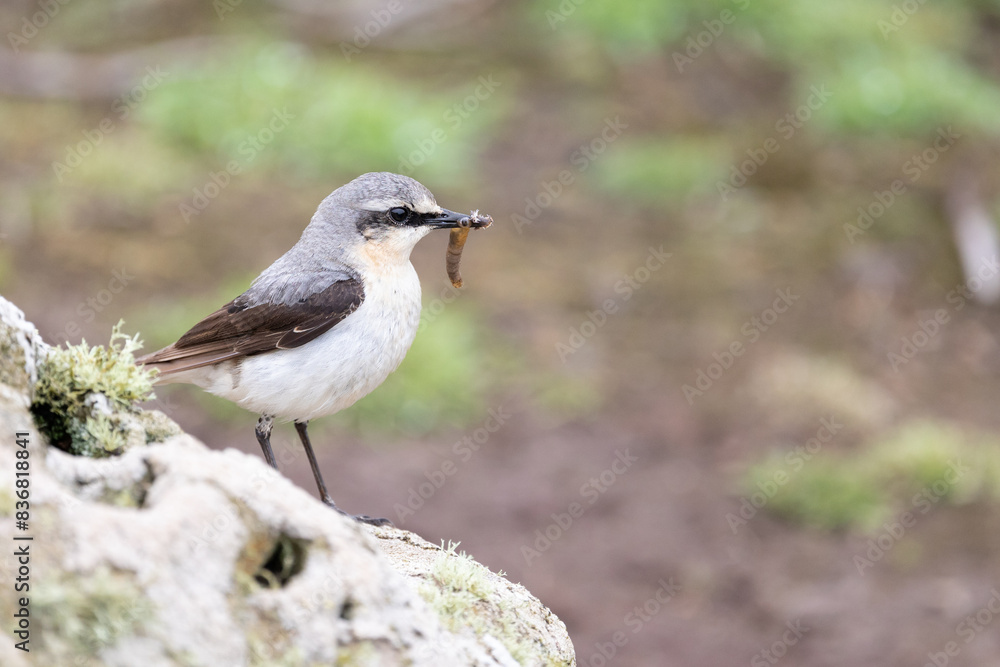 Wheatear (oenanthe oenanthe) with food in its beak with a natural background.. Wheatear (oenanthe oenanthe) with food in its beak with a natural background..