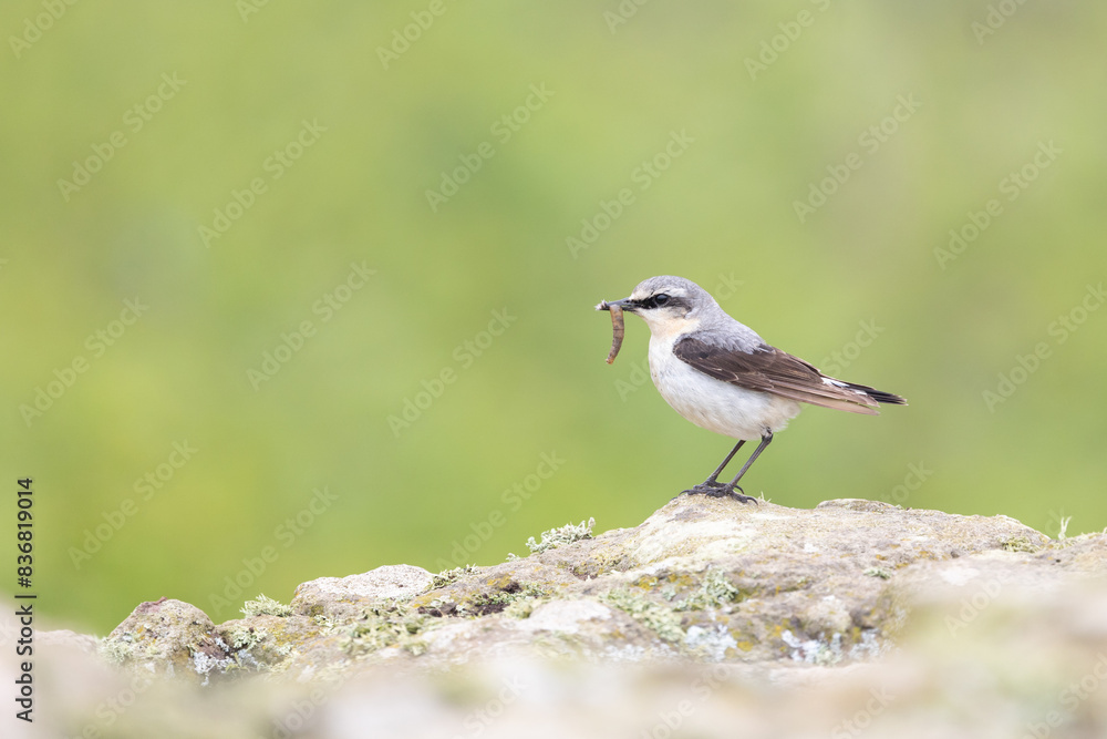 Wheatear (oenanthe oenanthe) facing the blank, copy space to left of the frame with food in its beak. Wheatear (oenanthe oenanthe) facing the blank, copy space to left of the frame with food in its beak.