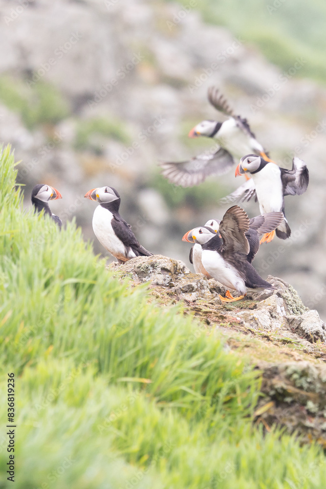Atlantic puffins (fratercula arctica) coming on to land next to a group of puffins on some rocks. Atlantic puffins (fratercula arctica) coming on to land next to a group of puffins on some rocks.