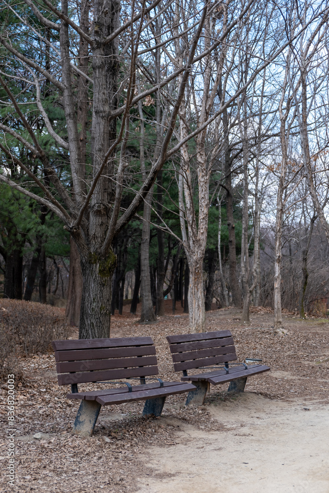A couple of bench with view of Seoul Forest in early spring, South Korea A couple of bench with view of Seoul Forest in early spring, South Korea