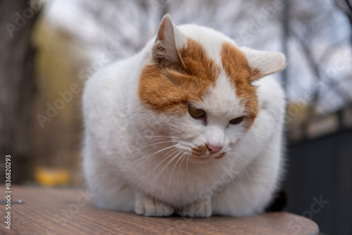 Chubby cat sitting on the table, Seoul Forest in South Korea