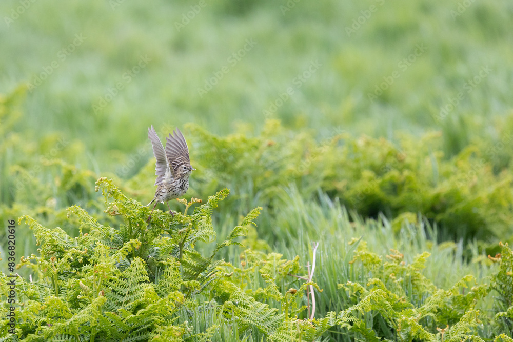 Meadow Pipit (Anthus pratensis) taking flight from lush, green vegetation on Skomer Island, Wales. Meadow Pipit (Anthus pratensis) taking flight from lush, green vegetation on Skomer Island, Wales.