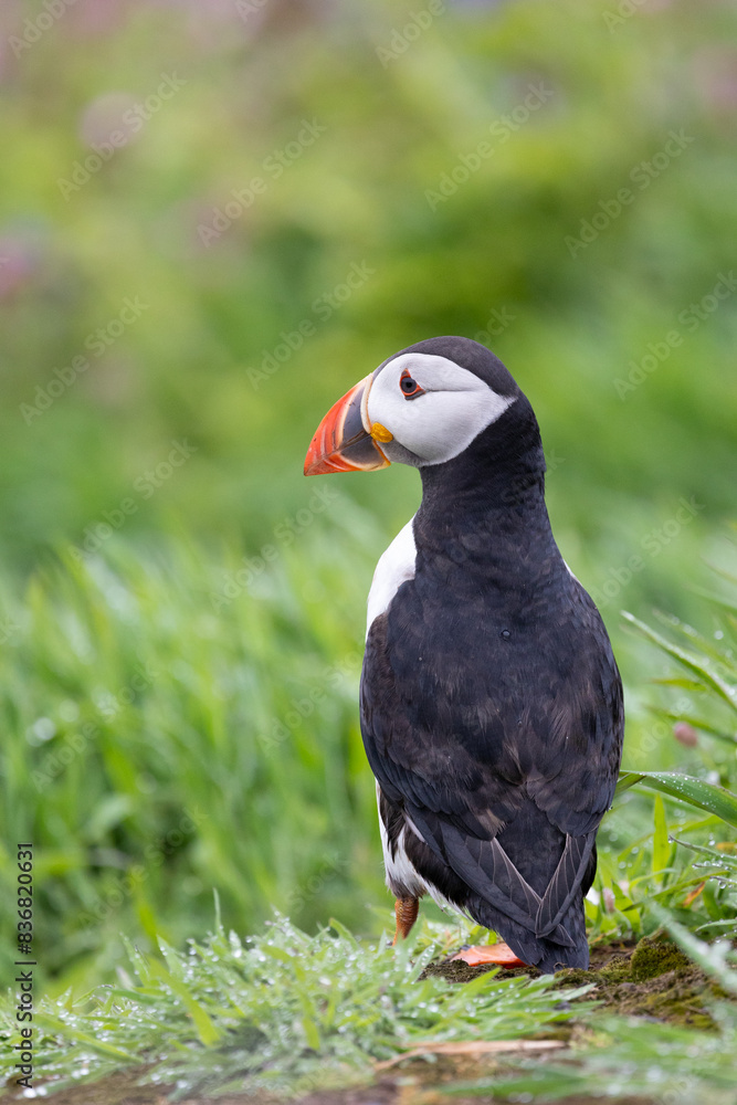 Fototapeta premium Back view of an Atlantic puffin (fratercula arctica) looking to the left.