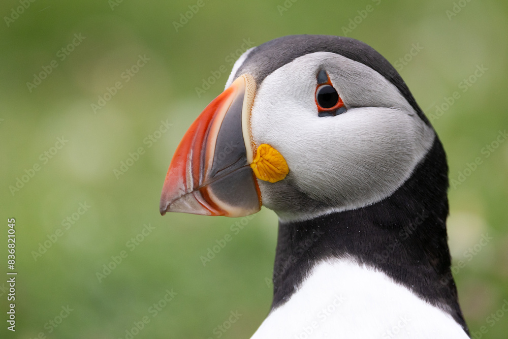 Naklejka premium Closeup head shot of an Atlantic puffin (fratercula arctica) with a green background.