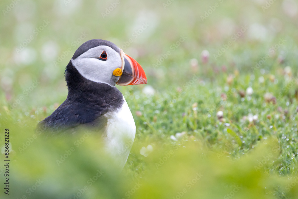 Naklejka premium Head shot of a puffin (fratercula arctica) surrounded by wildflowers on Skomer Island, Wales.