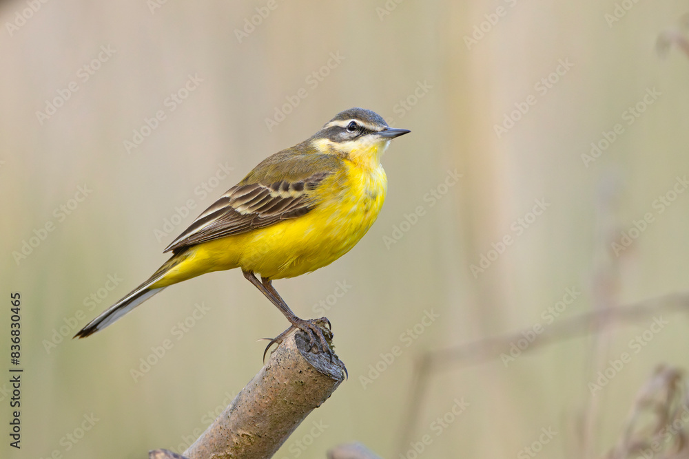 Fototapeta premium Pliszka żółta (Motacilla flava)