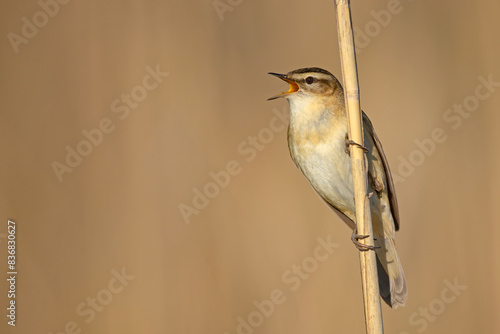 Rokitniczka (Acrocephalus schoenobaenus) #836830627